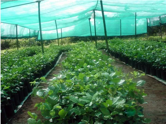 Vegetable Greenhouse New PE Sun Shade Cloth Net with UV