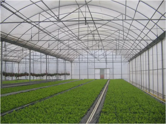 Multi-Span Film Greenhouse Commercial Agriculture Greenhouse for Sale