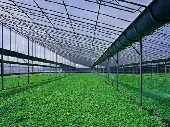 Multi-Span Film Greenhouse Commercial Agriculture Greenhouse for Sale