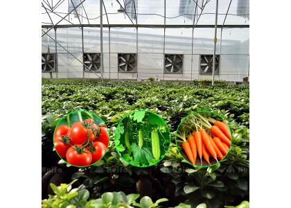 2025 China Greenhouse Industry Market In-depth Survey and Investment Prospect Forecast Report