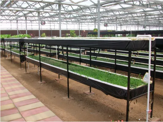 Hydroponics Drip Irrigation System for Vegetable