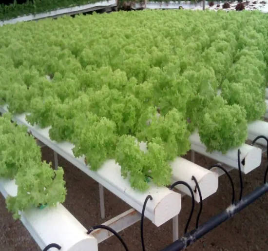 Drip Tape, Drip Irrigation System, Sprinkler Irrigation System, Hydroponic System Lettuce for Green House