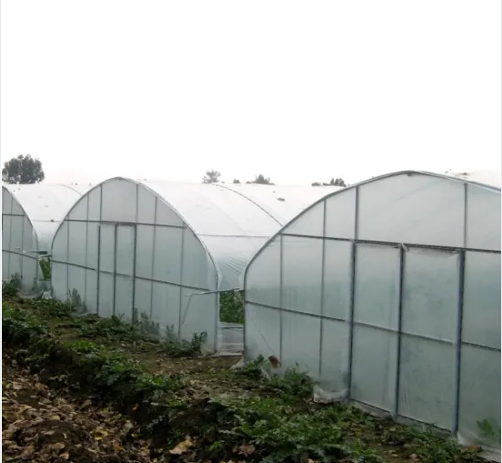 Hot Sale Tunnel Greenhouse with Factory Price