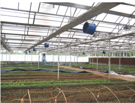 Easy and Quick Assembly Plastic Film Greenhouse for Agriculture