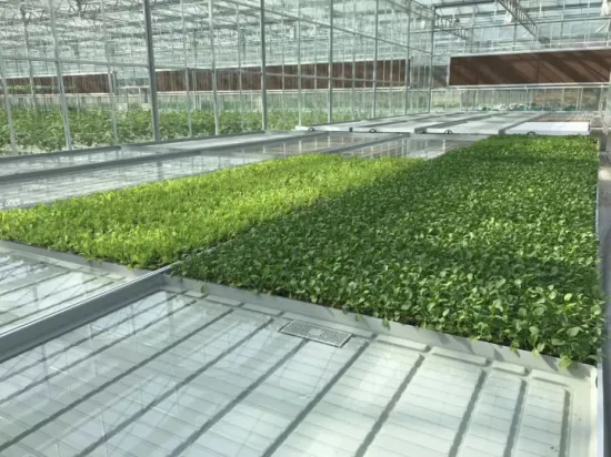 Venlo PC Green House for Growing Vegetable
