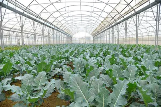 Tunnel Plastic Film Green House for Vegetable Growing