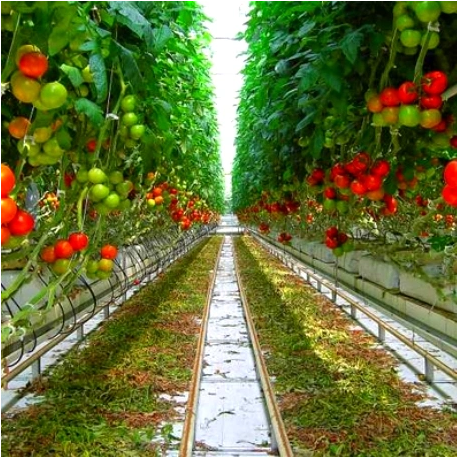 Tunnel Plastic Film PC PE Polytunnel Greenhouse Material Hydroponics System Planting Tools