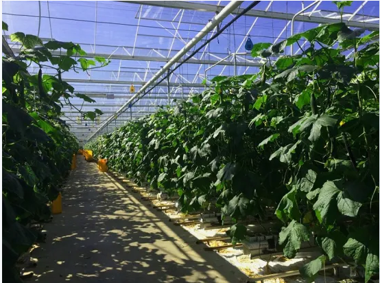 Agricultural Vegetable Tunnel Multi-Span Plastic/Polycarbonate Sheet PC/Glass/Greenhouse for Farming /Hydroponic