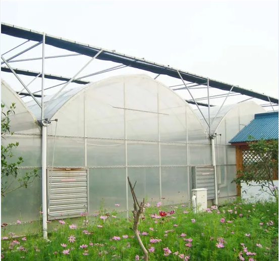 Agriculture Multi-Span Film Greenhouse for Tomatoes with Irrigation System