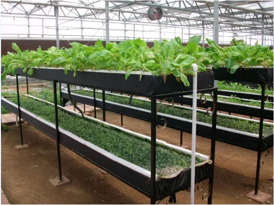 Dripping Irrigation Equipment for Agriculture Greenhouse