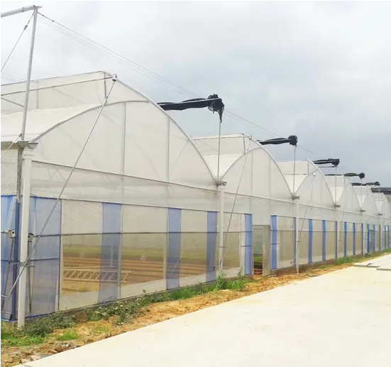 Agriculture Multi-Span Film Greenhouse for Tomatoes with Irrigation System