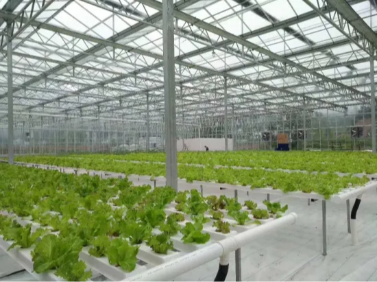 Greenhouse Hydroponics System for Vegetable