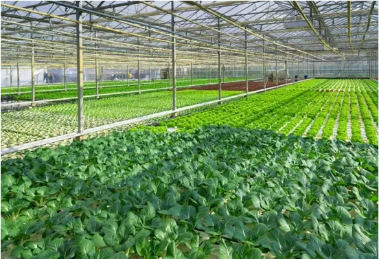 Hydroponic System with Plastic Film/ Venlo Po Film Greenhouse for The Farm Plants
