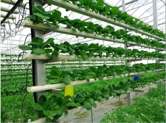 Hydroponic System with Plastic Film/ Venlo Po Film Greenhouse for The Farm Plants