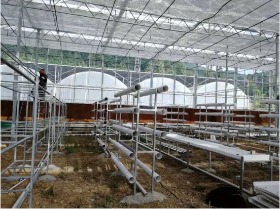 China Commercial Wholesale Hydroponics System for Greenhouse