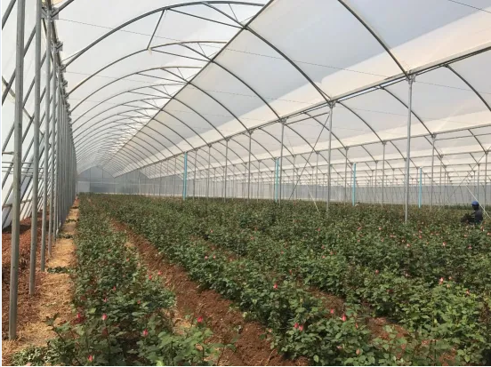 Dripping Irrigation Equipment for Agriculture Greenhouse