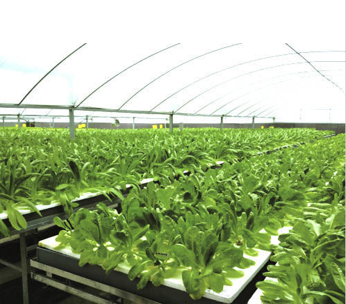 Irrigation Hydroponics System Planting Tools Film Greenhouse for Agriculture/ Farming