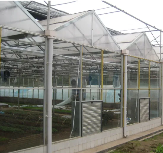 Large Multi-Span Polycarbonate Sheet Glass Greenhouse