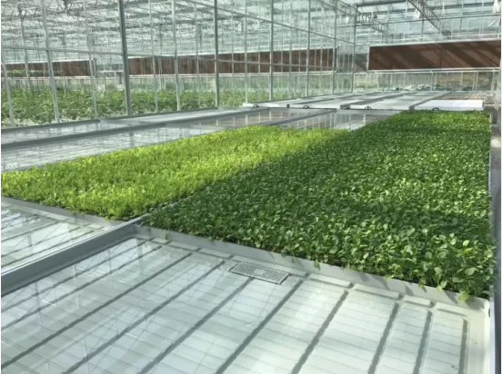 Scientific Research Greenhouse for Sale in Kuwait