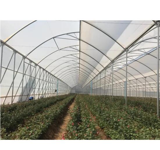 The Great Single Span Large Film Greenhouse for Flowers/Lettuce