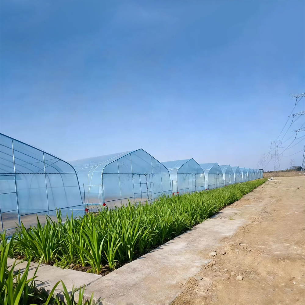 Agricultural Single-Span Hoop Greenhouse for Tomato & Vegetable Cultivation