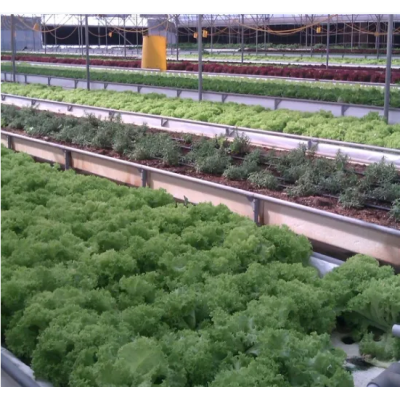 Drip Tape, Drip Irrigation System, Sprinkler Irrigation System, Hydroponic System Lettuce for Green House