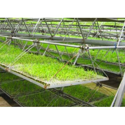MultiLayer growing bench-Bozong Greenhouse