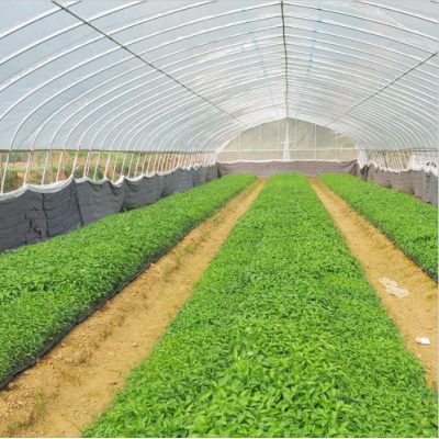 Single Span Plastic Greenhouse with Vent System and Galvanized Steel Structure