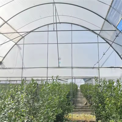 controlled environment agriculture,custom size,greenhouse farming,tunnel greenhouse,vegetable greenhouse