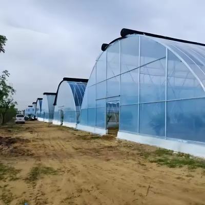 greenhouse farming,polyethylene film,tunnel greenhouse,vegetable greenhouse