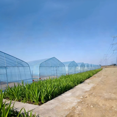 agricultural film,commercial farming,commercial horticulture,galvanized steel frame,greenhouse farming